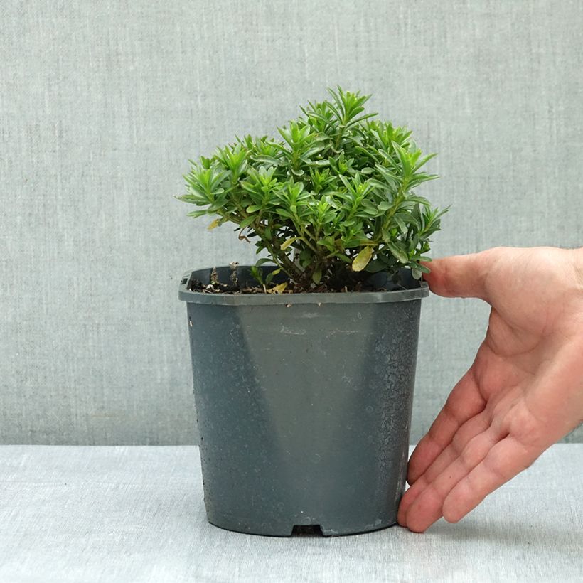 Spécimen de Iberis sempervirens Snowflake Pot de 2L/3L tel que livré en été