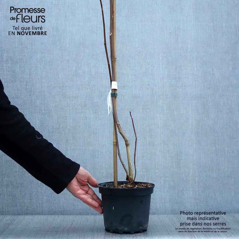 Spécimen de Idesia polycarpa Pot de 2L/3L tel que livré en automne