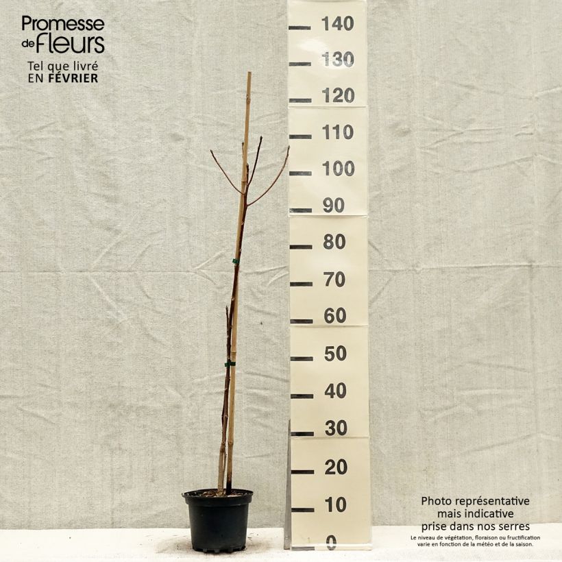 Spécimen de Idesia polycarpa Pot de 2L/3L tel que livré en hiver