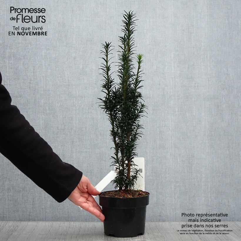 Spécimen de If commun - Taxus baccata fastigiata Black Tower Pot de 2L/3L tel que livré en automne