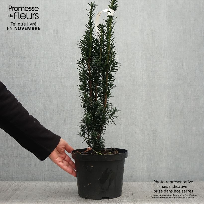 Spécimen de If commun - Taxus baccata fastigiata Black Tower Pot de 4L/5L tel que livré en automne