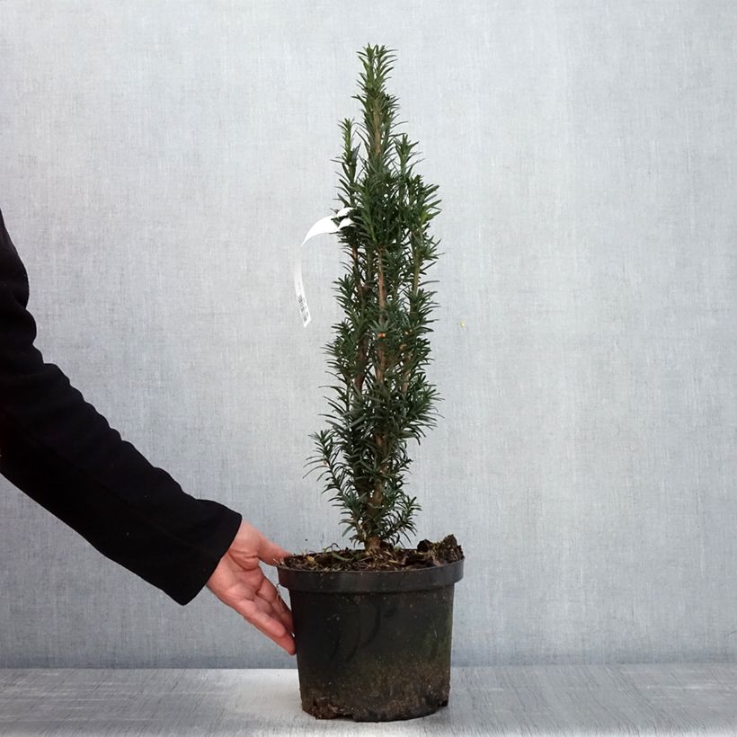 Spécimen de If commun - Taxus baccata fastigiata Black Tower Pot de 4L/5L tel que livré au printemps