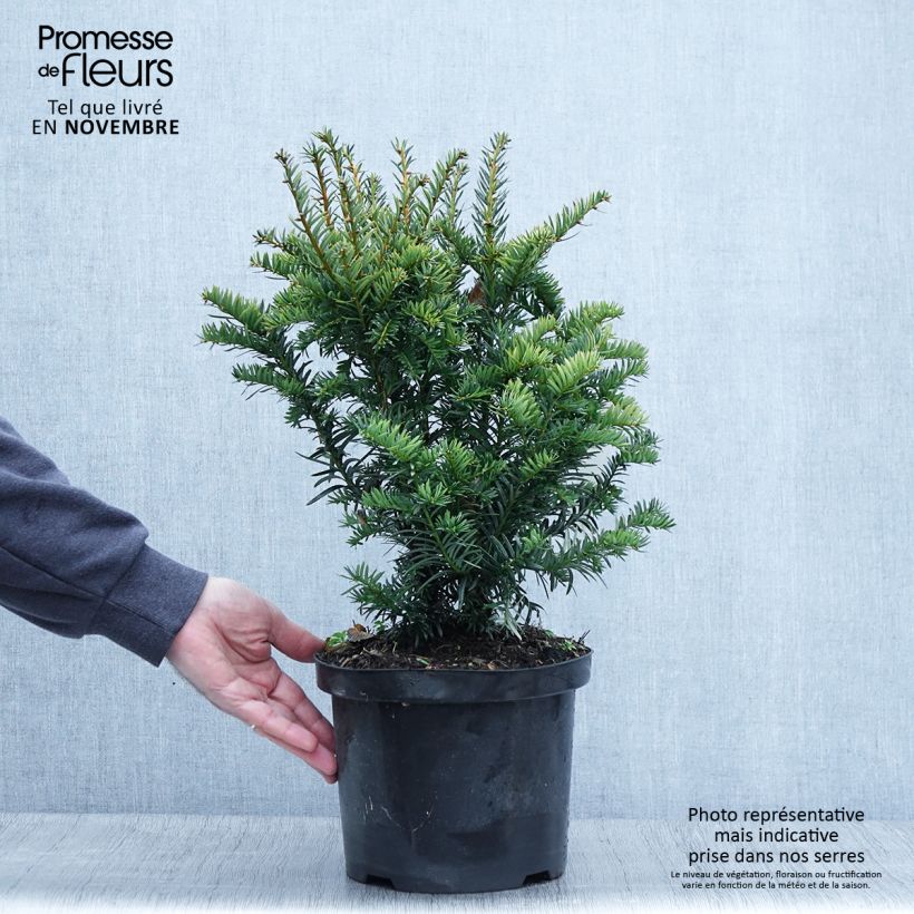 Spécimen de If commun - Taxus baccata Kupfergold Pot de 4L/5L tel que livré en automne