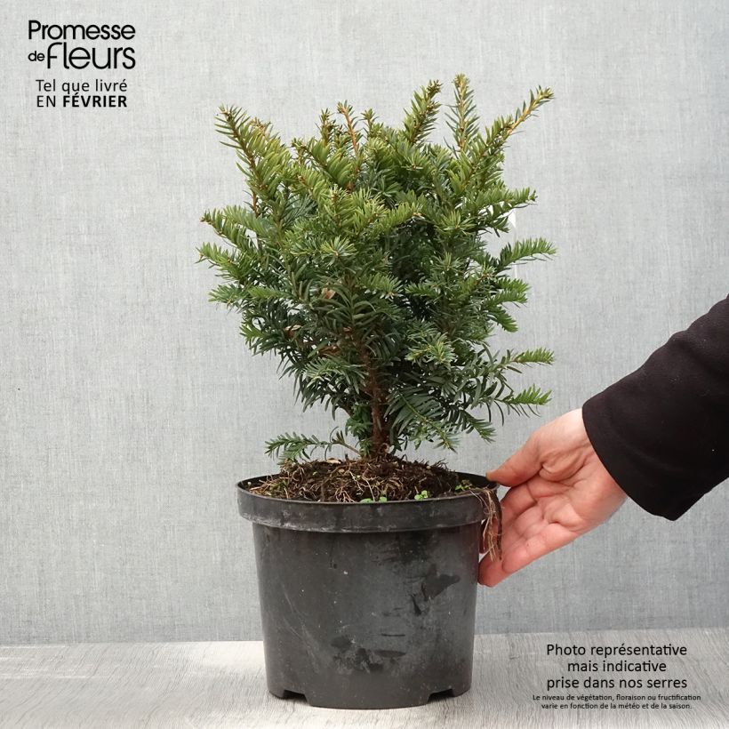 Spécimen de If commun - Taxus baccata Kupfergold Pot de 4L/5L tel que livré en hiver