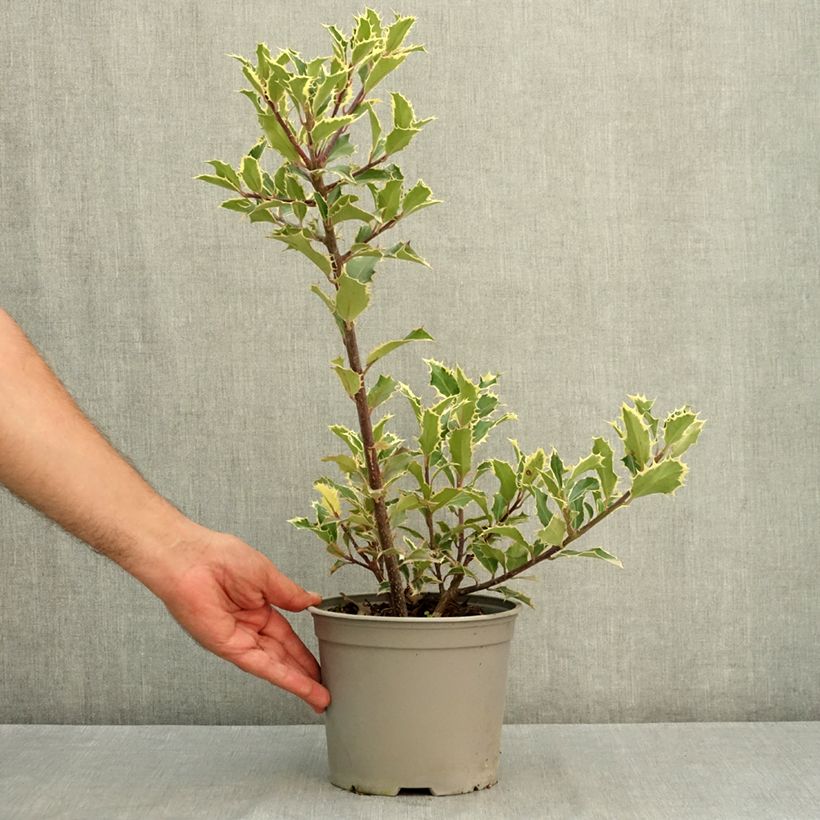 Spécimen de Ilex aquifolium Handsworth New Silver - Houx panaché Pot de 3L/4L tel que livré en été