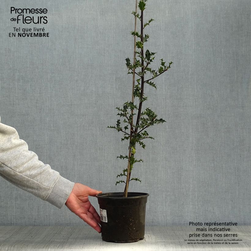 Spécimen de Houx commun - Ilex aquifolium Pot de 2L/3L tel que livré en automne