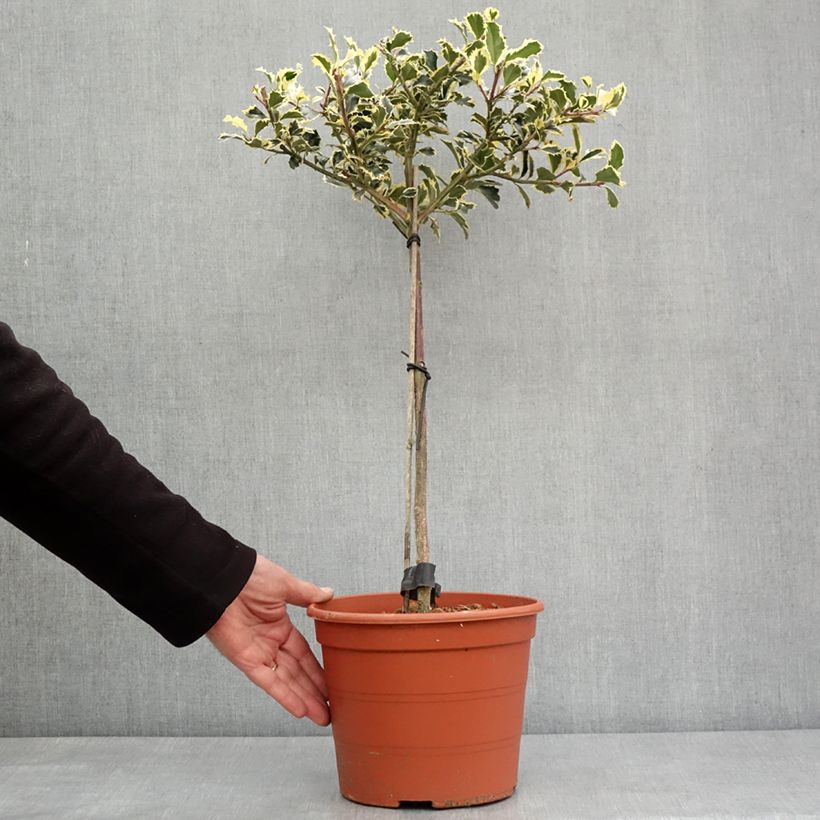 Spécimen de Ilex aquifolium Silver Queen - Houx panaché Pot de 4L/5L, Tige 40 cm tel que livré en hiver