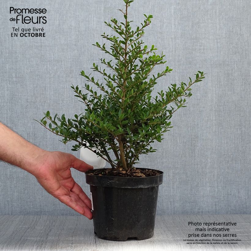 Spécimen de Ilex crenata Stokes - Houx crénelé nain Pot de 2L/3L tel que livré en automne
