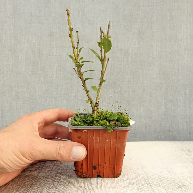 Spécimen de Ilex maximowicziana Kanehirae - Houx Mutchagara  Godet de 8/9 cm tel que livré en automne