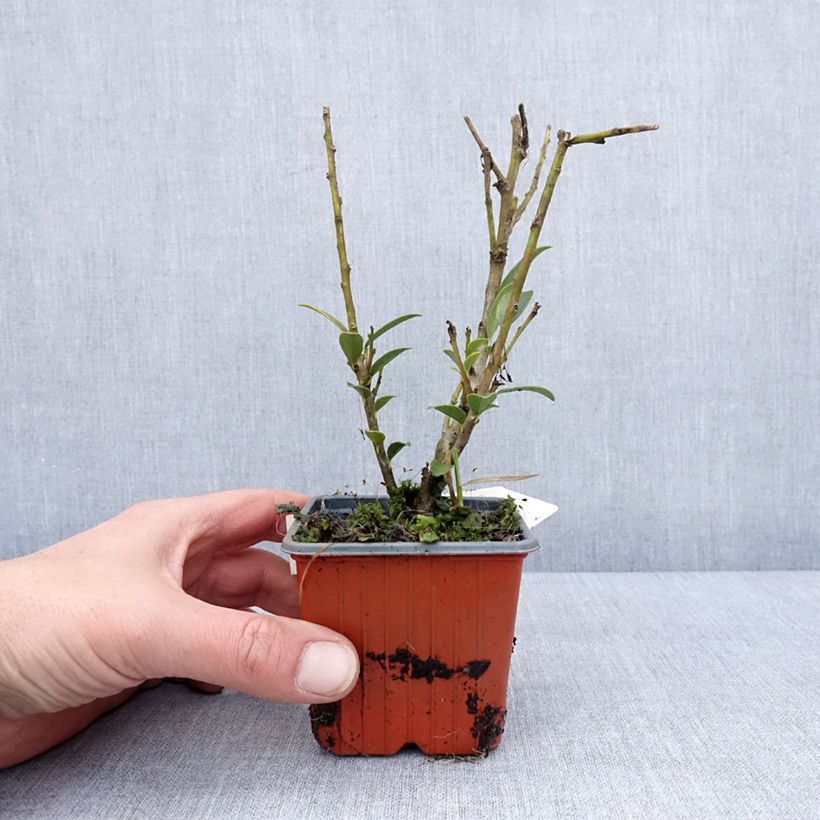 Spécimen de Ilex maximowicziana Kanehirae - Houx Mutchagara  Godet de 8/9 cm tel que livré en hiver