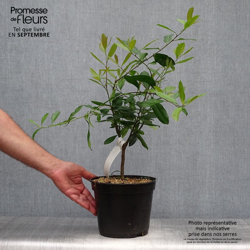 Spécimen de Ilex paraguariensis - Yerba maté, Thé du Paraguay Pot de 3L/4L tel que livré en automne