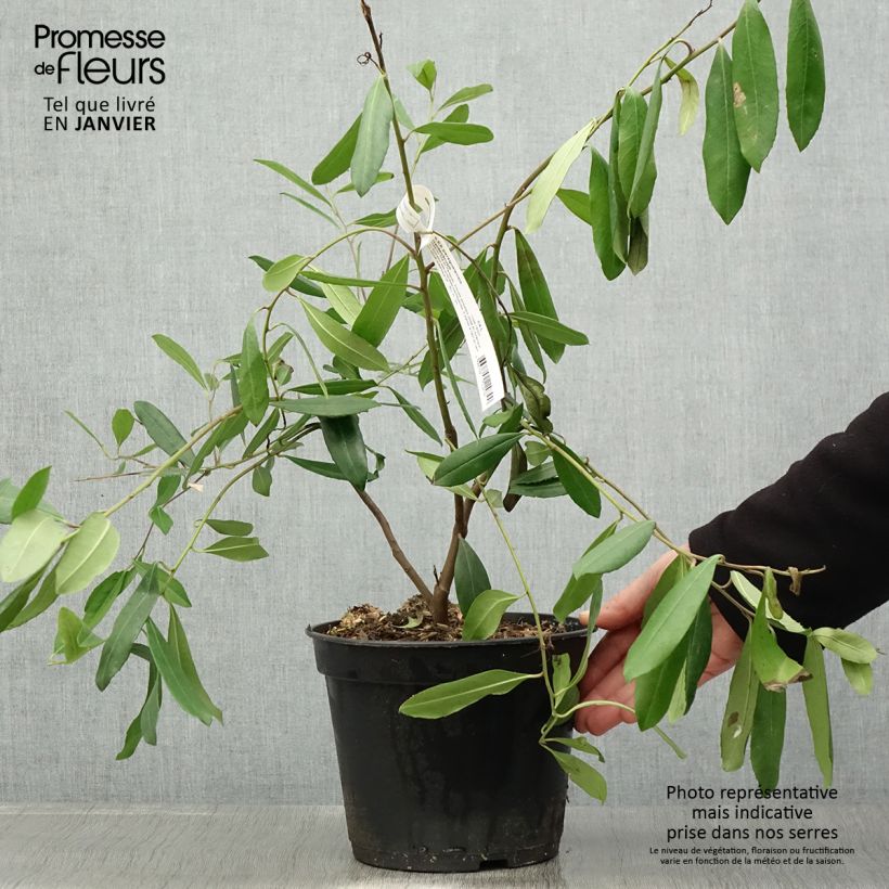 Spécimen de Ilex paraguariensis - Yerba maté, Thé du Paraguay Pot de 3L/4L tel que livré en hiver