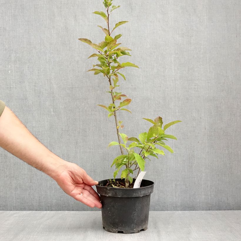 Spécimen de Ilex verticillata - Houx verticillé Pot de 3L/4L tel que livré en automne