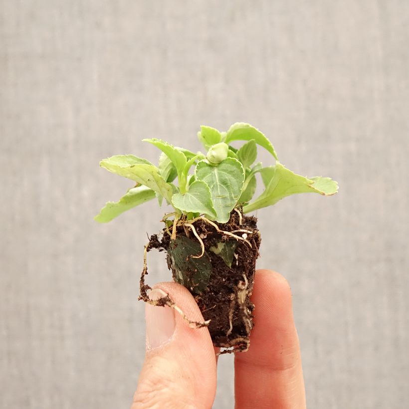 Spécimen de Impatiens walleriana double Glimmer Appleblossom Mini-motte Ø 3/4 cm tel que livré au printemps