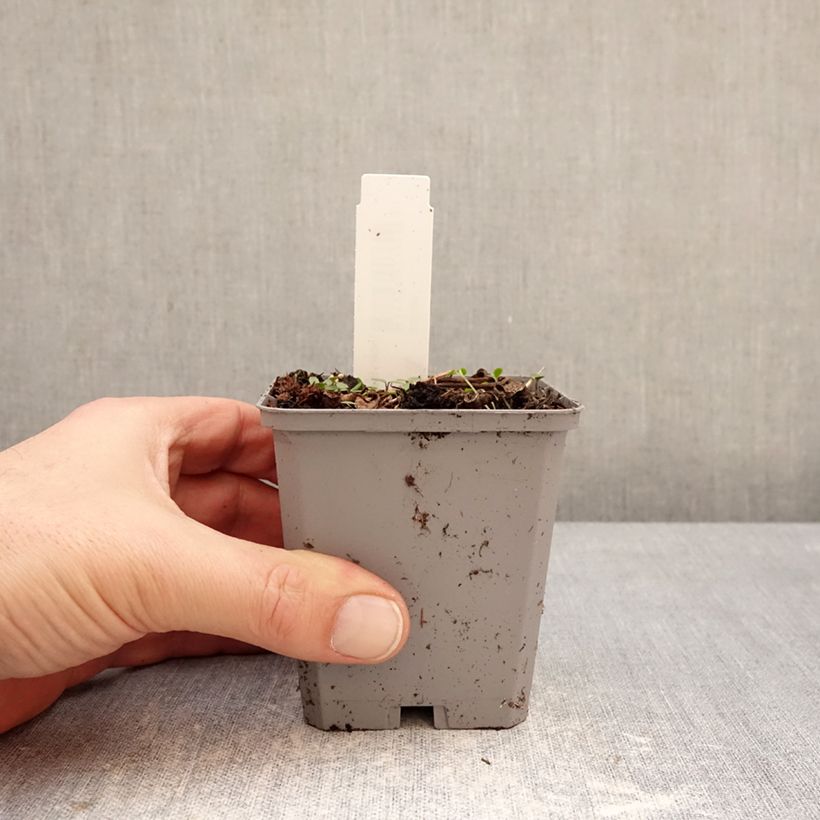 Spécimen de Incarvillea Delavayi Godet de 8/9 cm calibre I tel que livré en hiver