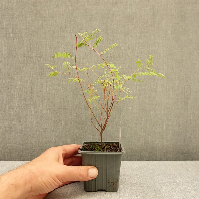 Spécimen de Indigofera heterantha (gerardiana) - Indigotier rose Godet de 8/9 cm tel que livré en automne
