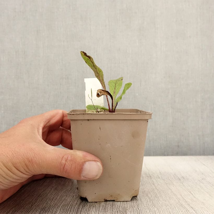 Spécimen de Inula orientalis - Aunée orientale Godet de 8/9 cm tel que livré en automne