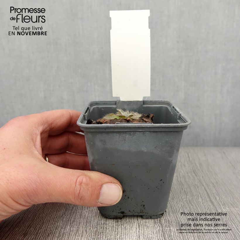 Spécimen de Inula rhizocephala Godet de 8/9 cm tel que livré en automne
