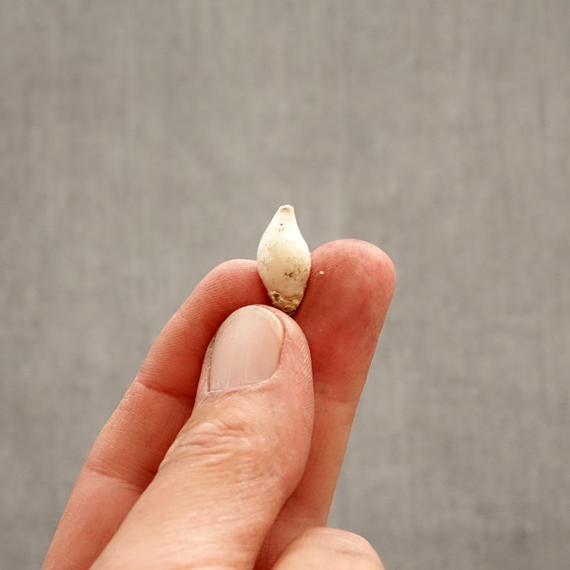 Spécimen de Ipheion uniflorum Bulbe calibre 4+ tel que livré au printemps