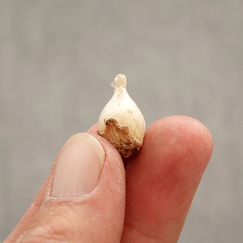 Spécimen de Ipheion uniflorum Froyle Mill - Etoile de printemps Bulbe calibre I tel que livré au printemps