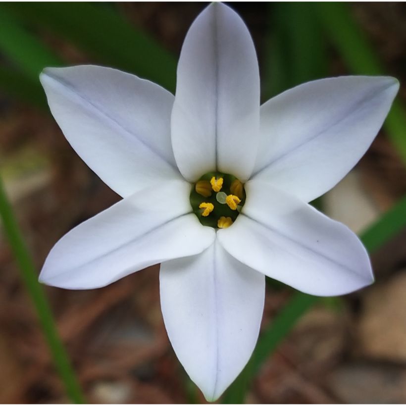 Ipheion uniflorum White Star (Floração)