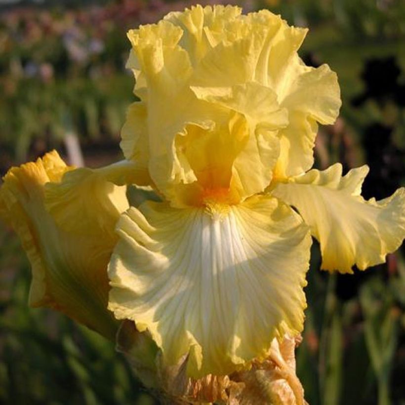 Iris germanica Big Dipper (Floraison)