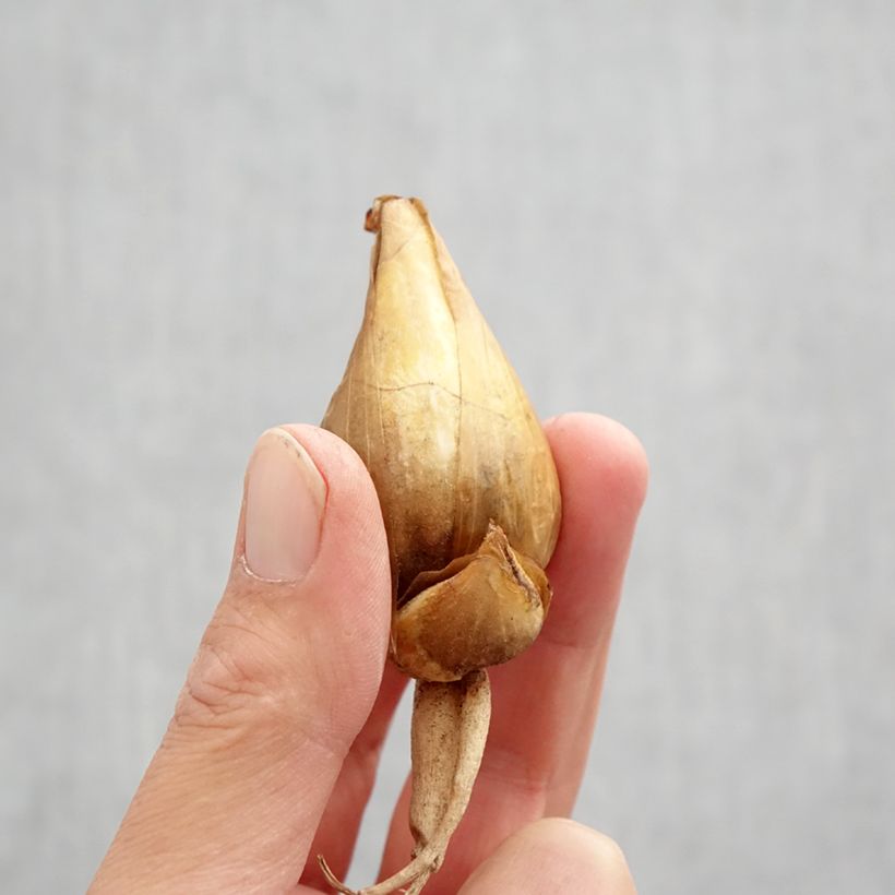 Spécimen de Iris bucharica Bulbe calibre I tel que livré en automne