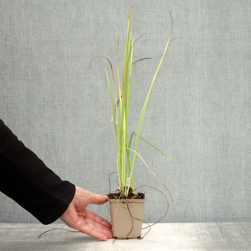 Spécimen de Iris bulleyana Godet de 8/9 cm tel que livré en automne