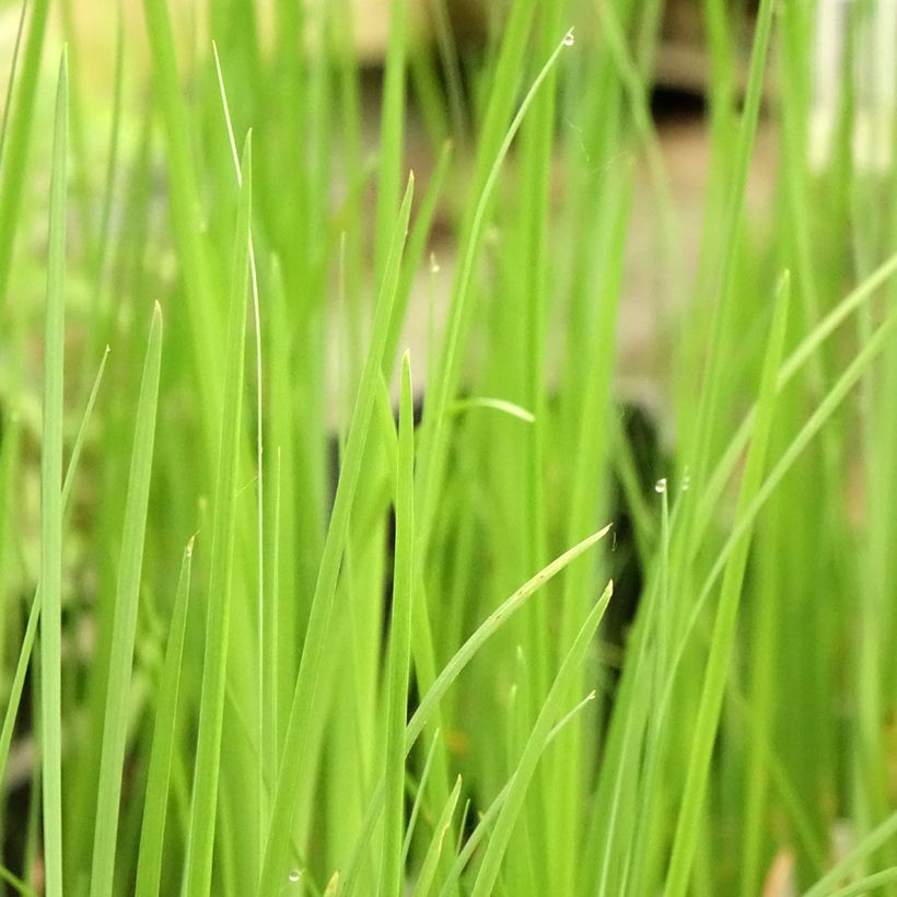 Iris bulleyana (Feuillage)