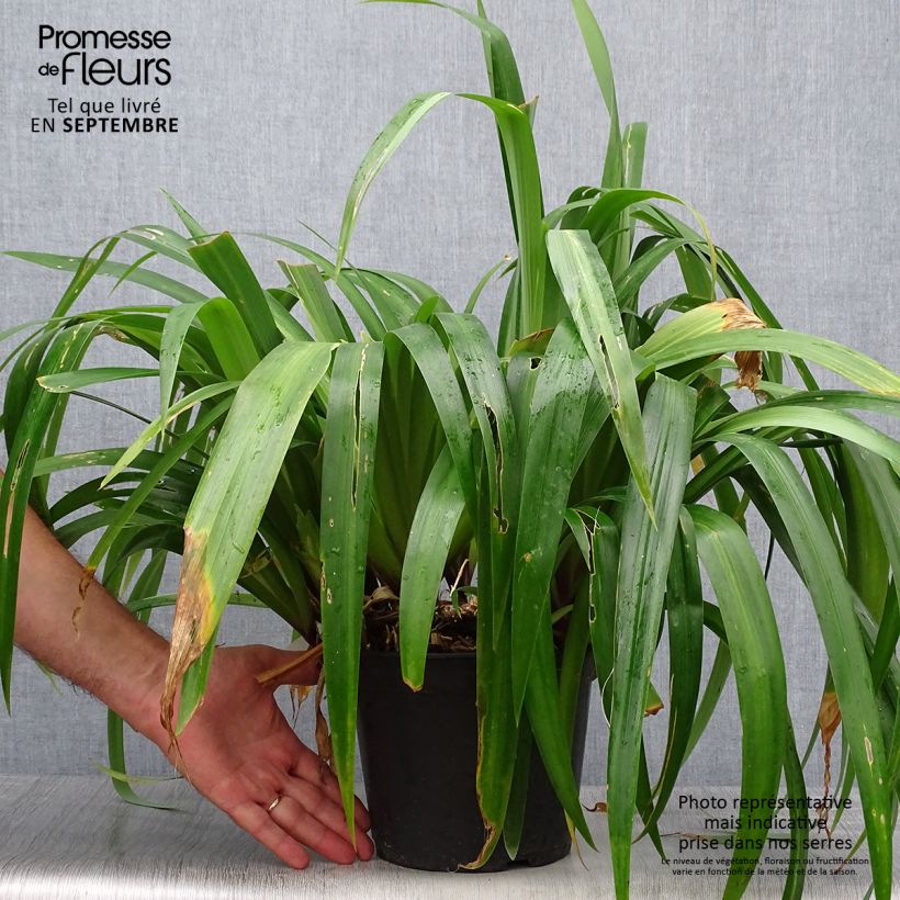 Spécimen de Iris confusa Martyn Rix - Iris bambou Pot de 3L/4L tel que livré en automne