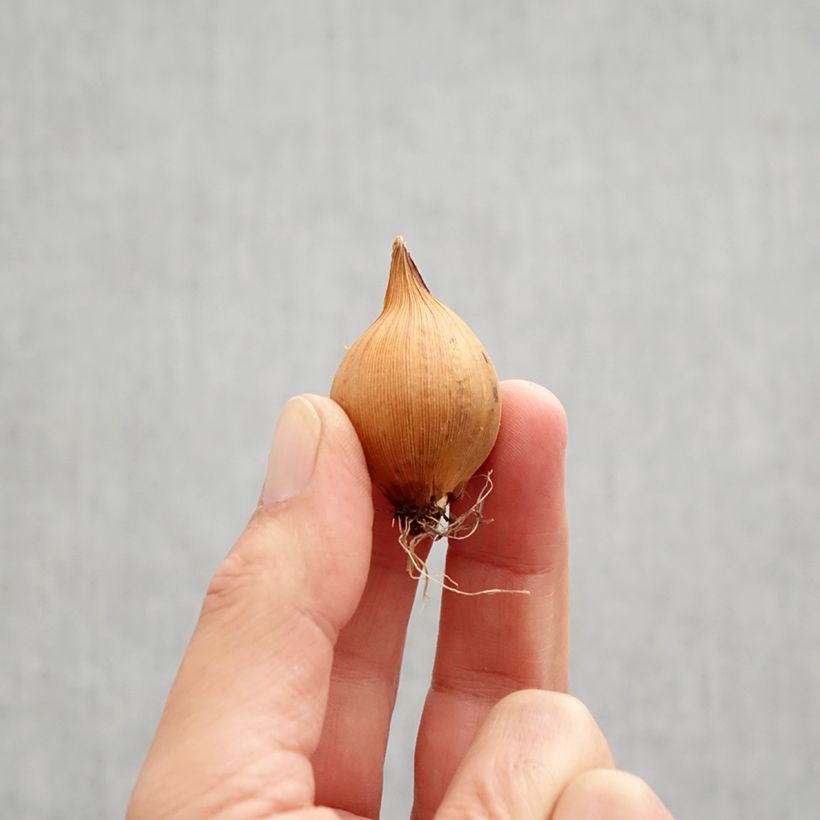 Spécimen de Iris de Hollande Blue Magic Bulbe calibre 8 tel que livré en automne