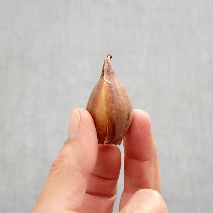 Spécimen de Iris de Hollande Bronze Perfection Bulbe calibre 8+ tel que livré en automne