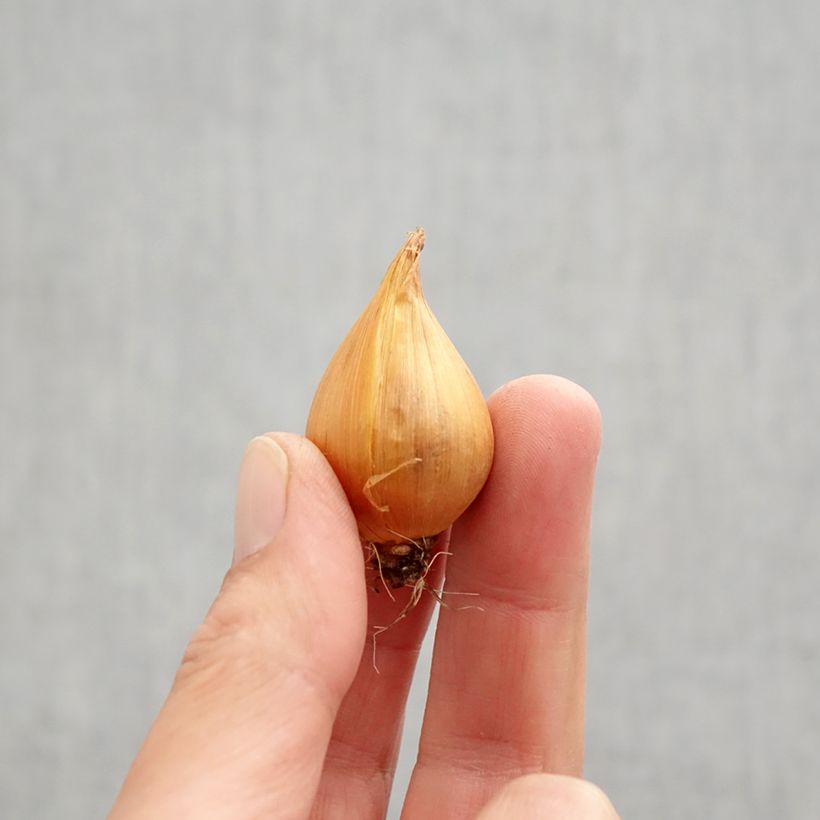 Spécimen de Iris de Hollande en mélange Bulbe calibre 9+ tel que livré en automne