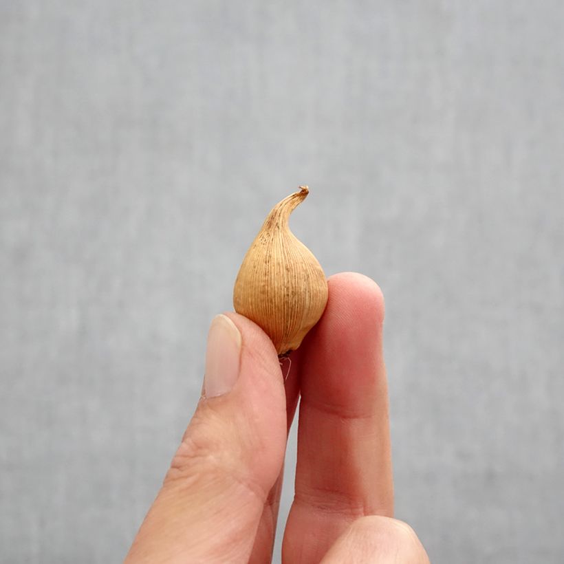 Spécimen de Iris de Hollande Eye of the Tiger Bulbe calibre 6+ tel que livré en automne