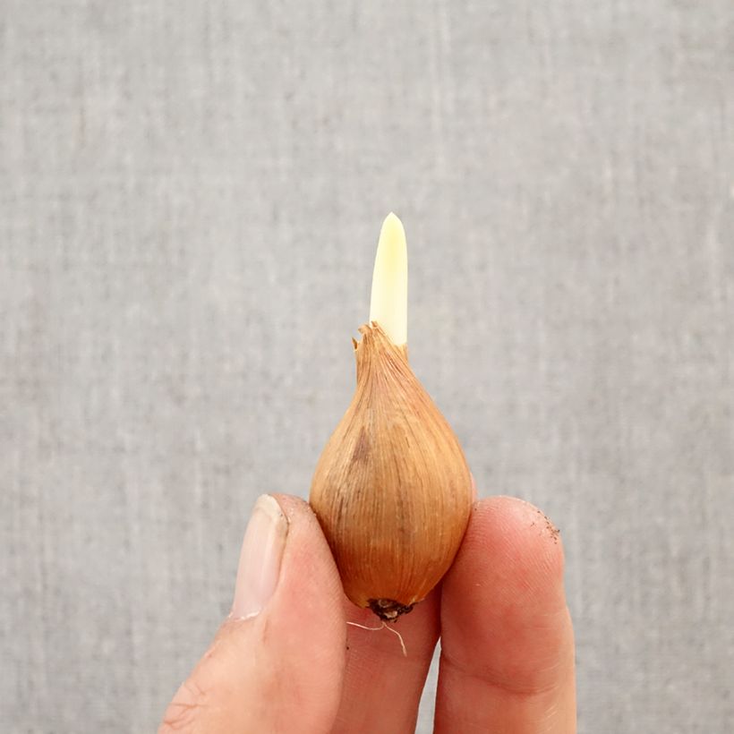 Spécimen de Iris de Hollande HC van Vliet - Iris hollandica Bulbe calibre 8+ tel que livré au printemps