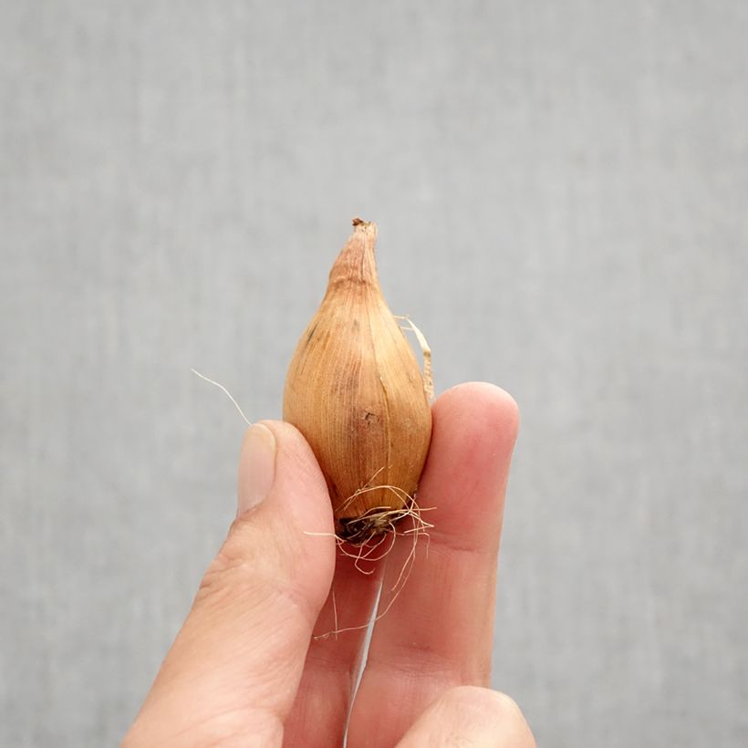 Spécimen de Iris de Hollande King Mauve - Iris hollandica Bulbe calibre 8+ tel que livré en automne