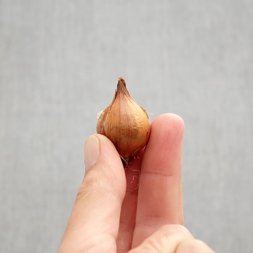 Spécimen de Iris de Hollande Lion King - Iris hollandica Bulbe calibre 7+ tel que livré en automne