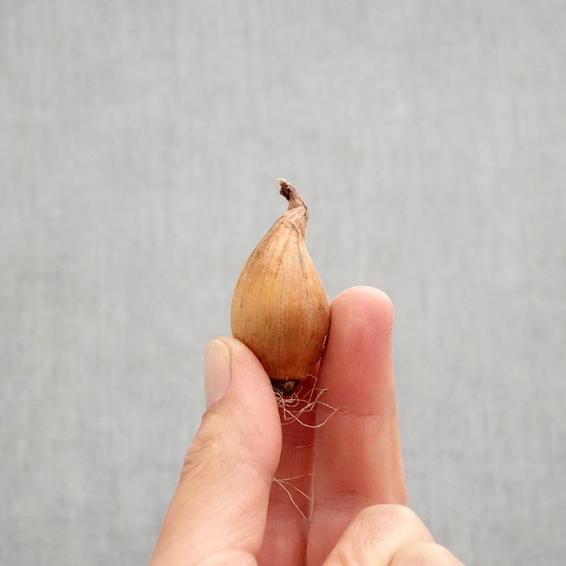 Spécimen de Iris de Hollande Silvery Beauty - Iris (x) hollandica Bulbe calibre 8+ tel que livré en automne