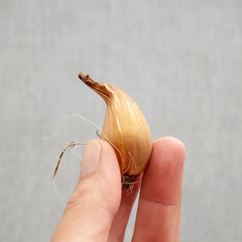 Spécimen de Iris de Hollande Telstar - Iris hollandica Bulbe calibre 8+ tel que livré en automne