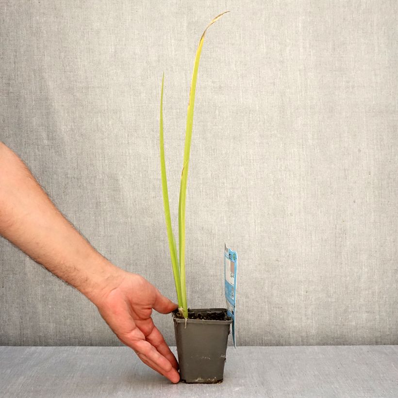 Spécimen de Iris de Louisiane Ann Chowning - Iris louisiana Godet de 8/9 cm tel que livré en automne