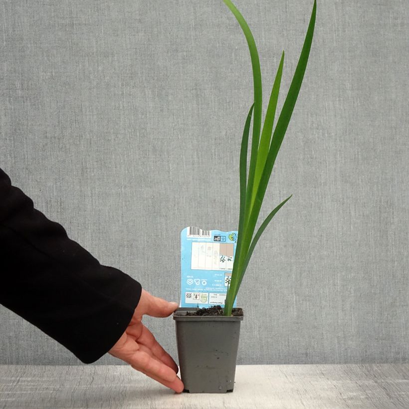 Spécimen de Iris de Louisiane Ann Chowning - Iris louisiana Godet de 8/9 cm tel que livré au printemps