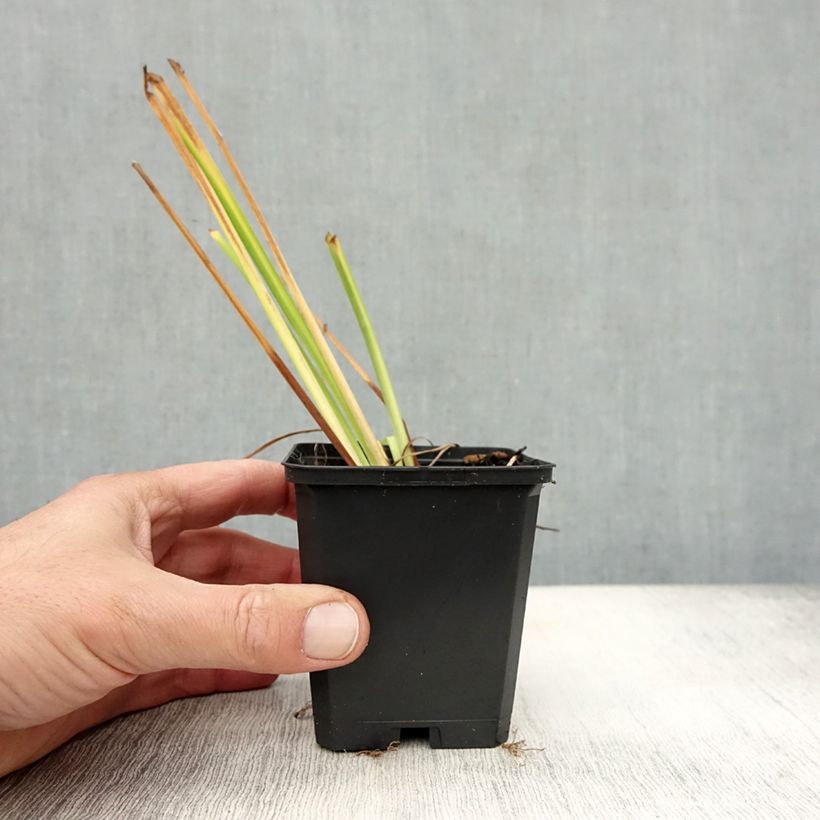 Spécimen de Iris de Sibérie - Iris sibirica Blue King Godet de 8/9 cm tel que livré en automne