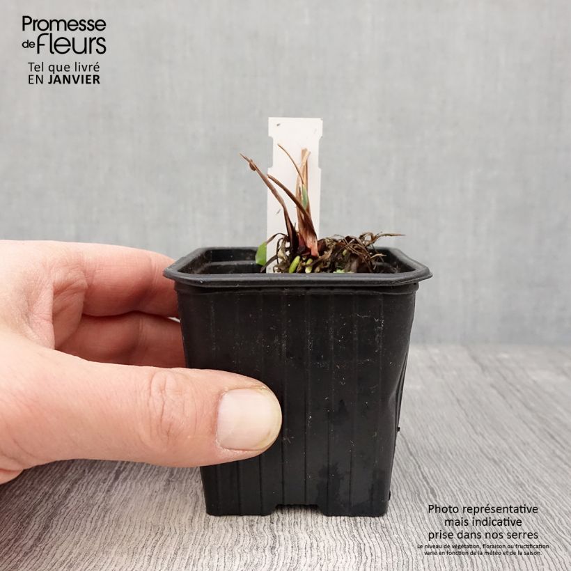 Spécimen de Iris de Sibérie - Iris sibirica Blue Moon Godet de 8/9 cm tel que livré en hiver