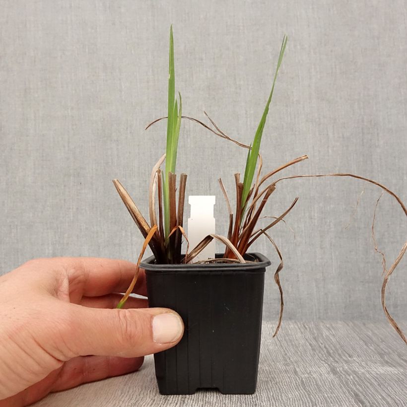 Spécimen de Iris de Sibérie - Iris sibirica Blue Moon Godet de 8/9 cm tel que livré au printemps