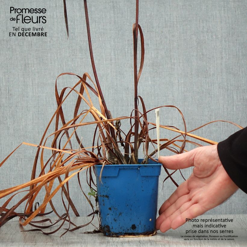 Spécimen de Iris de Sibérie - Iris sibirica Caesar's Brother Pot de 1L/1,5L tel que livré en hiver