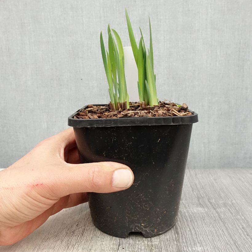 Spécimen de Iris de Sibérie - Iris sibirica Double Standard Pot de 1,5L/2L tel que livré au printemps