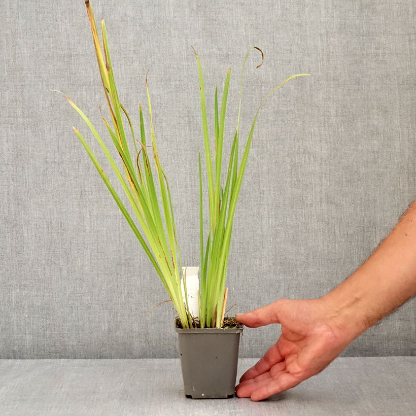 Spécimen de Iris du Japon - Iris ensata Amethyst Godet de 8/9 cm tel que livré en été
