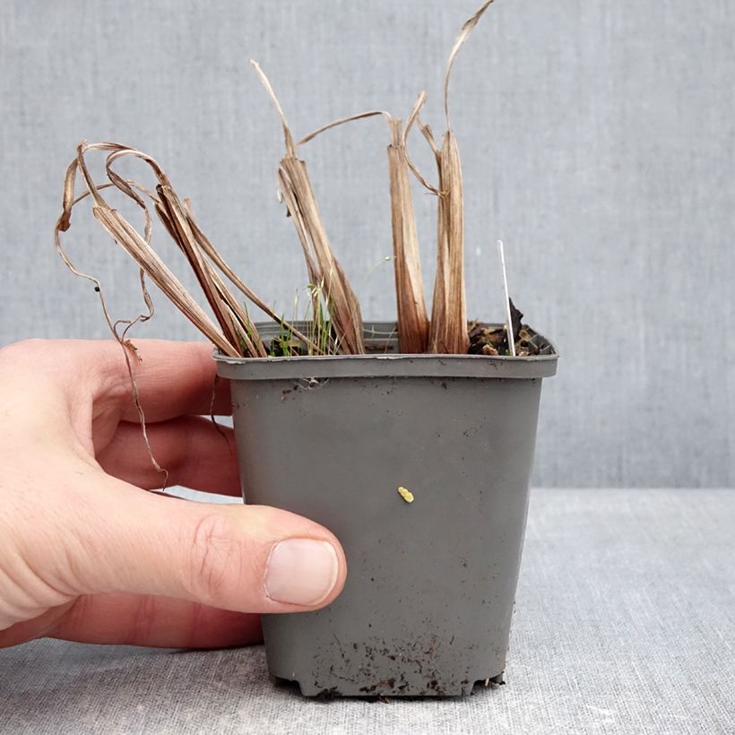 Spécimen de Iris du Japon - Iris ensata Amethyst Godet de 8/9 cm tel que livré en hiver