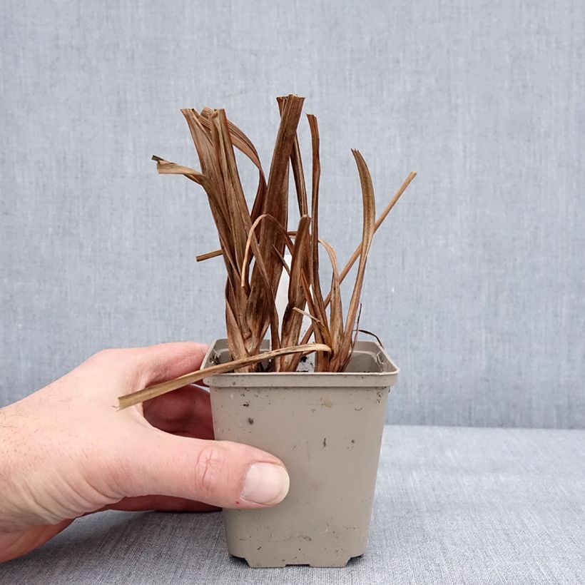 Spécimen de Iris du Japon - Iris ensata Diamant Godet de 8/9 cm tel que livré en hiver