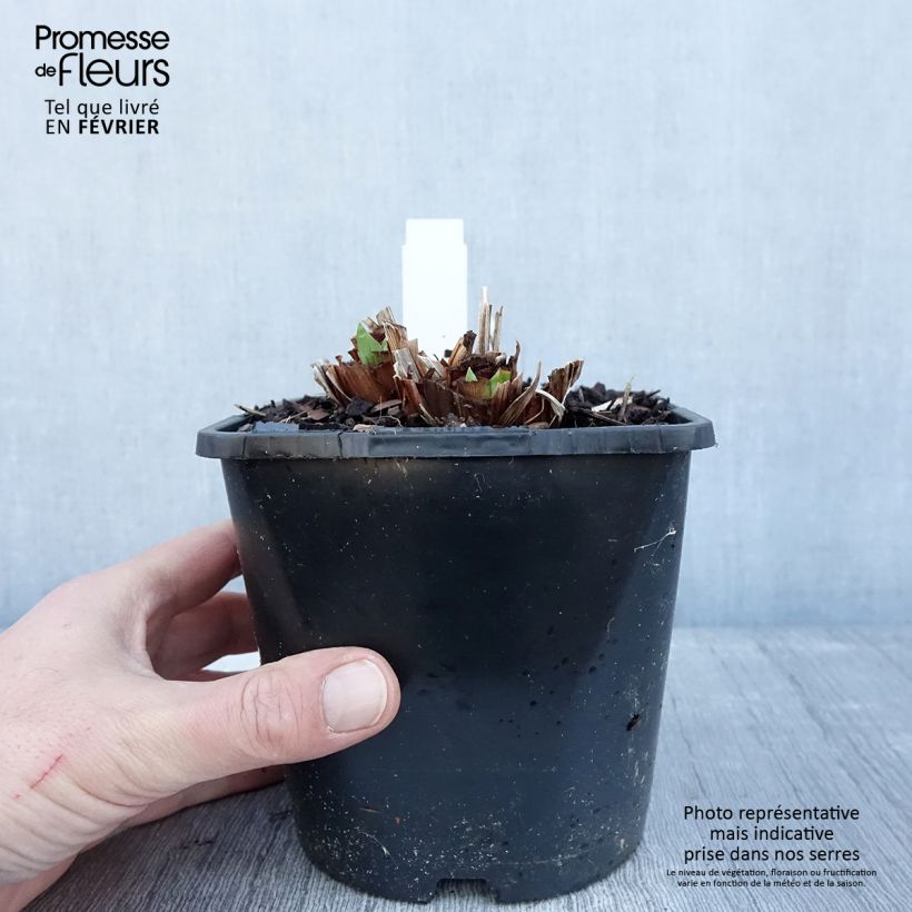 Spécimen de Iris du Japon - Iris ensata Dinner Plate Blueberry Pie Pot de 2L/3L tel que livré en hiver